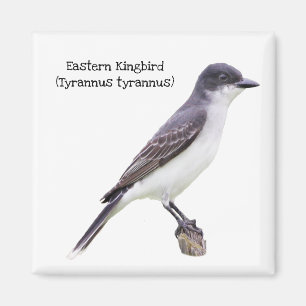 Eastern Kingbird Magnet