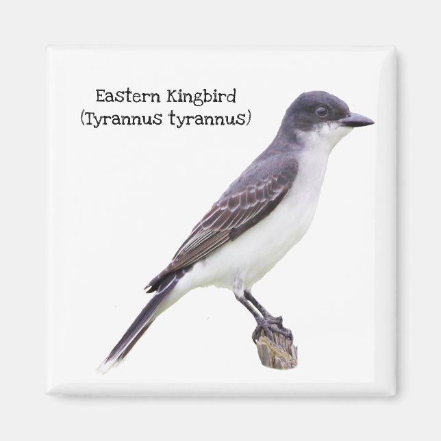 Eastern Kingbird Magnet (Front)