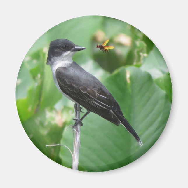 Eastern Kingbird magnet (Front)