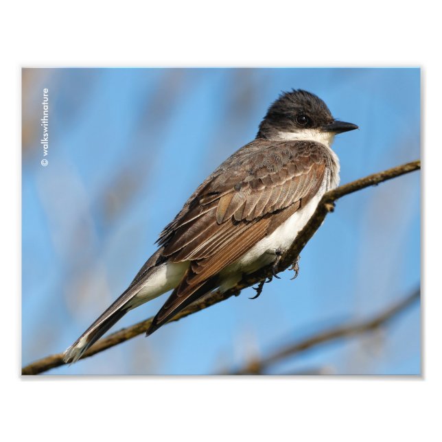 Eastern Kingbird on a Branch Photo Print (Front)
