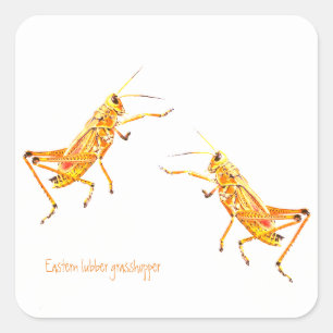 Eastern lubber grasshopper square sticker