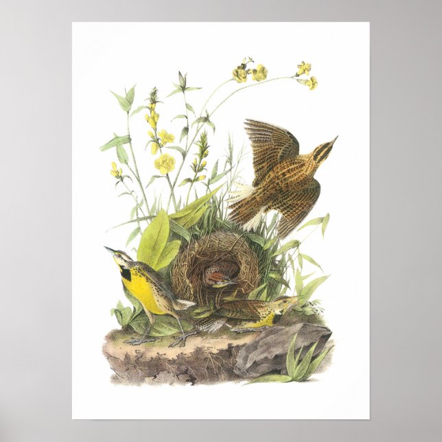 Eastern Meadowlark by Audubon Poster (Front)