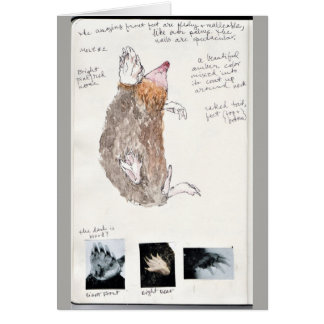eastern mole nature journal page