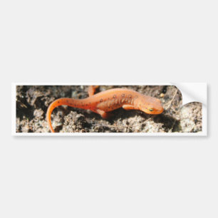 Eastern Newt Bumper Sticker