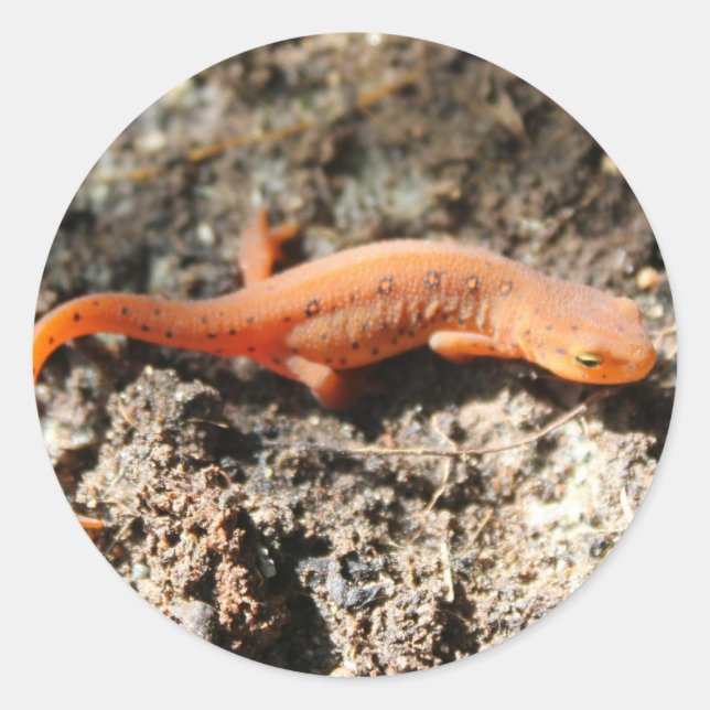 Eastern Newt Classic Round Sticker (Front)