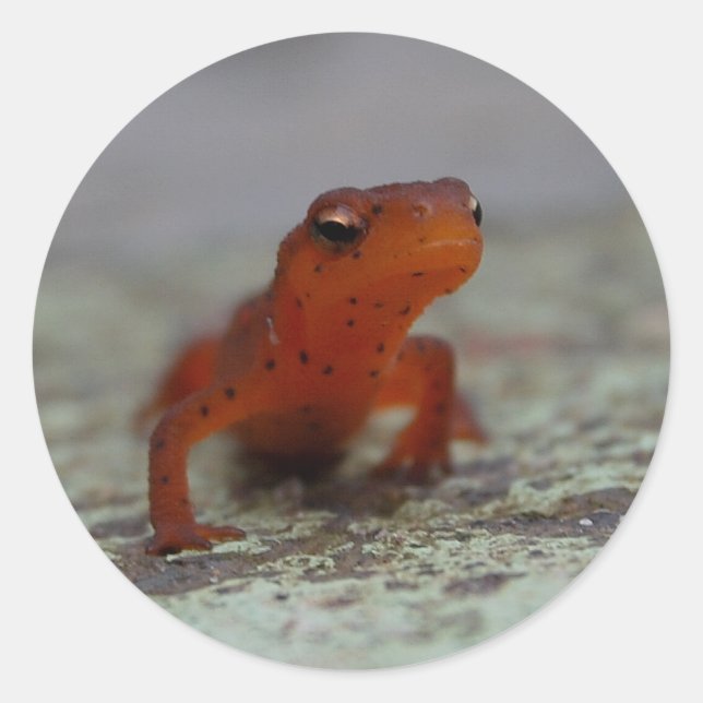 Eastern Newt sticker (Front)