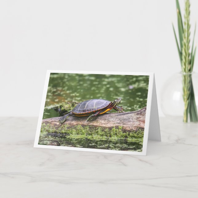 Eastern Painted Turtle Holiday Card (Front)