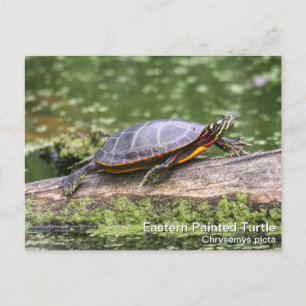 Eastern Painted Turtle Postcard
