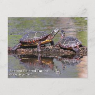 Eastern Painted Turtle Postcard
