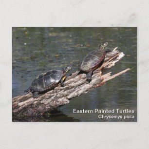 Eastern Painted Turtle Postcard
