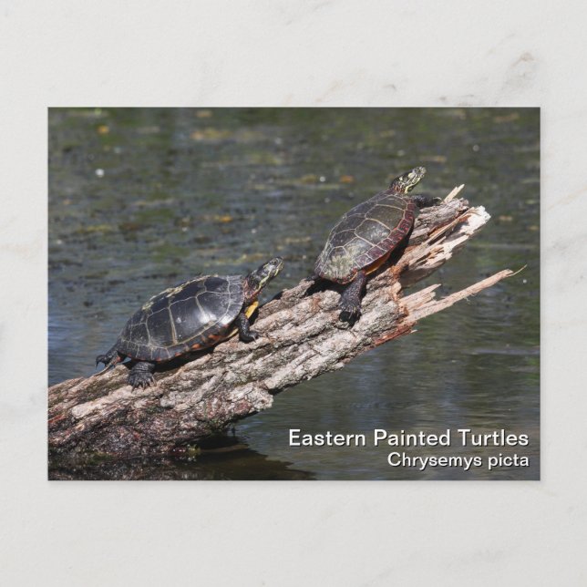 Eastern Painted Turtle Postcard (Front)