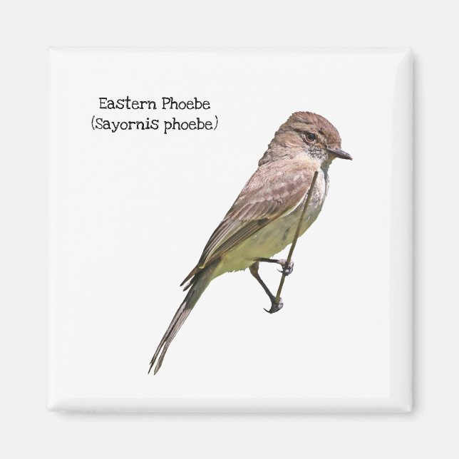 Eastern Phoebe Magnet (Front)