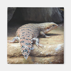 Eastern Pilbara Spiny-tail Skink Magnet