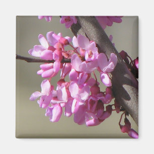 Eastern Redbud Blooms Magnet