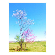 Eastern Redbud Stands Beside Eastern Redcedar