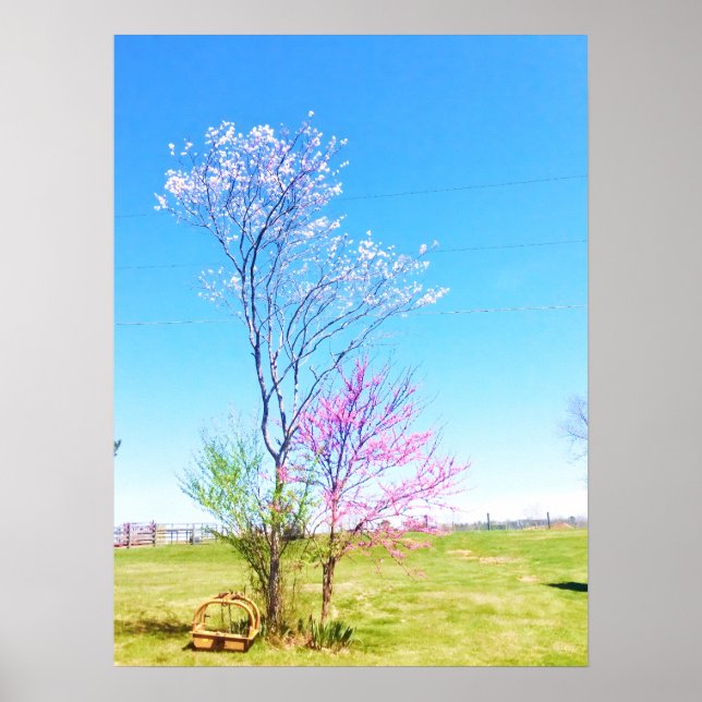 Eastern Redbud Stands Beside Eastern Redcedar Poster (Front)