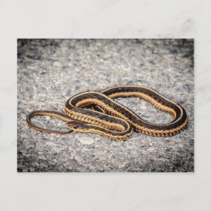 Eastern Ribbon Snake (Garter Snake) Postcard