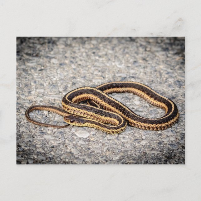 Eastern Ribbon Snake (Garter Snake) Postcard (Front)
