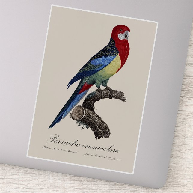 Eastern rosella or Platycercus eximius parakeet (Eastern rosella or Platycercus eximius parakeet. Sticker)