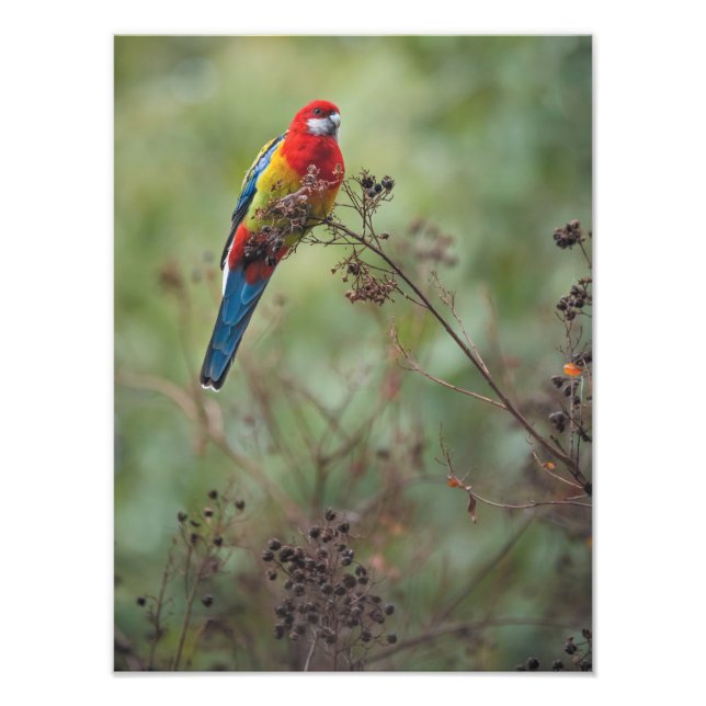 Eastern Rosella parrot - 12x16" photo print (Front)