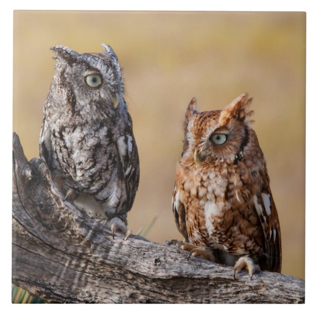Eastern Screech Ow Roosting in Tree Ceramic Tile (Front)