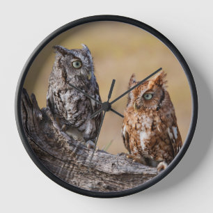 Eastern Screech Ow Roosting in Tree Clock