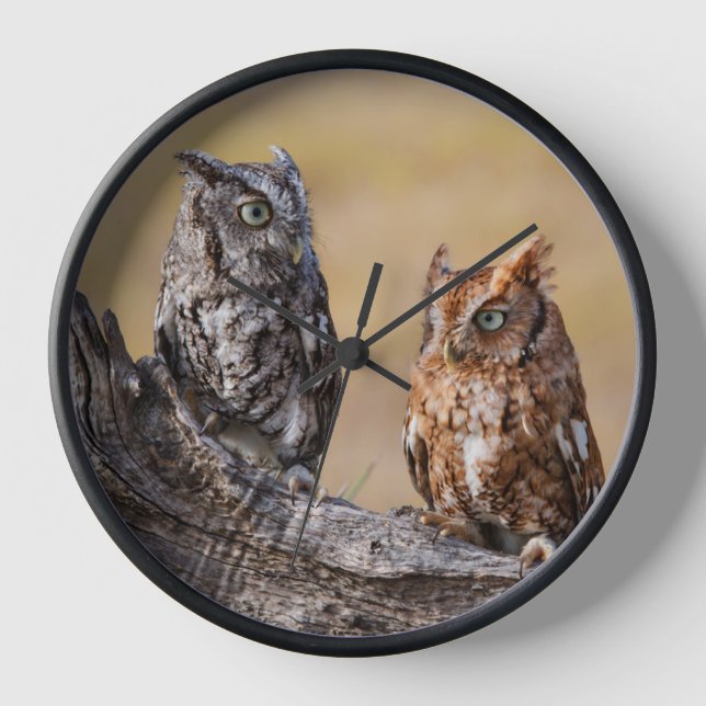 Eastern Screech Ow Roosting in Tree Clock (Front)