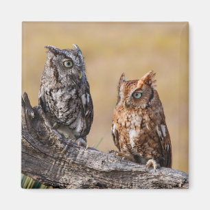 Eastern Screech Ow Roosting in Tree Magnet