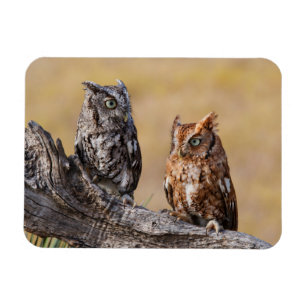 Eastern Screech Ow Roosting in Tree Magnet