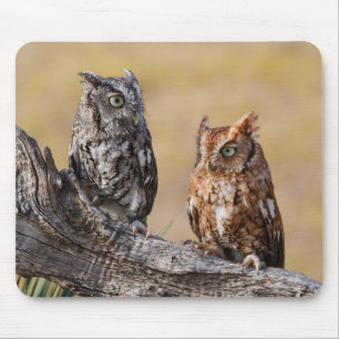 Eastern Screech Ow Roosting in Tree Mouse Pad