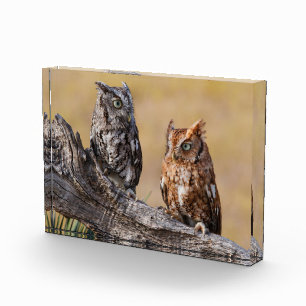 Eastern Screech Ow Roosting in Tree Photo Block