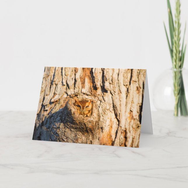 Eastern Screech-Owl Card (Front)