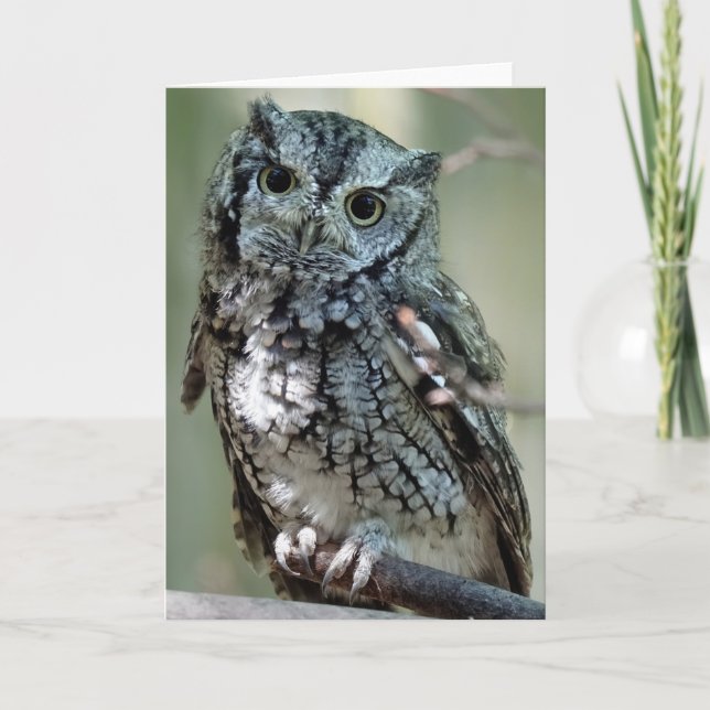 Eastern Screech Owl Card (Front)
