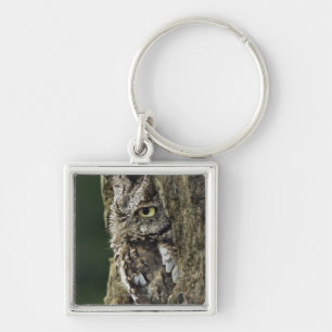 Eastern Screech Owl (Grey Phase) Otus asio Key Ring