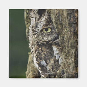 Eastern Screech Owl (Grey Phase) Otus asio Magnet