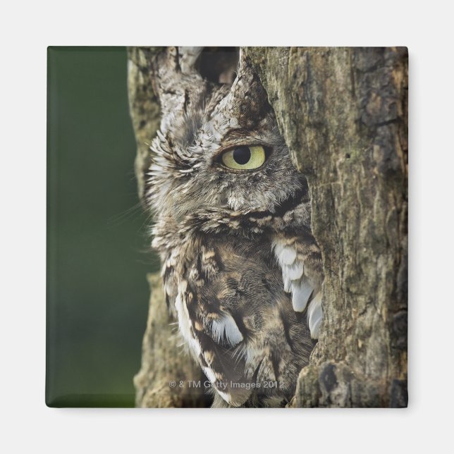 Eastern Screech Owl (Grey Phase) Otus asio Magnet (Front)