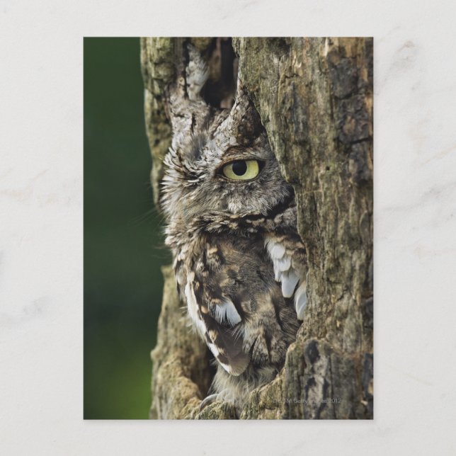 Eastern Screech Owl (Grey Phase) Otus asio Postcard (Front)