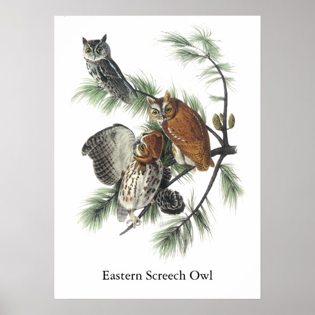 Eastern Screech Owl, John Audubon Poster (Front)