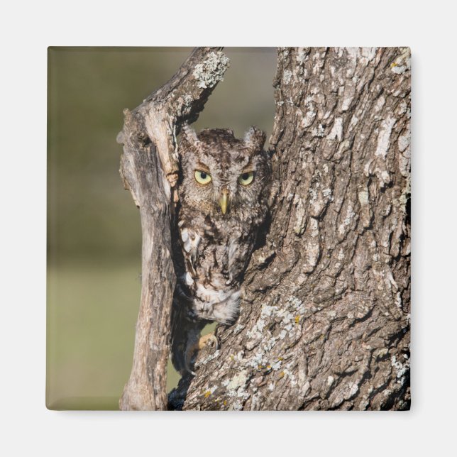 Eastern Screech Owl Magnet (Front)