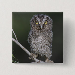 Eastern Screech-Owl, Megascops asio, Otus 2 15 Cm Square Badge