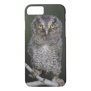 Eastern Screech-Owl, Megascops asio, Otus 2 iPhone 8/7 Case