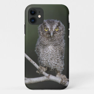 Eastern Screech-Owl, Megascops asio, Otus 2 iPhone 11 Case