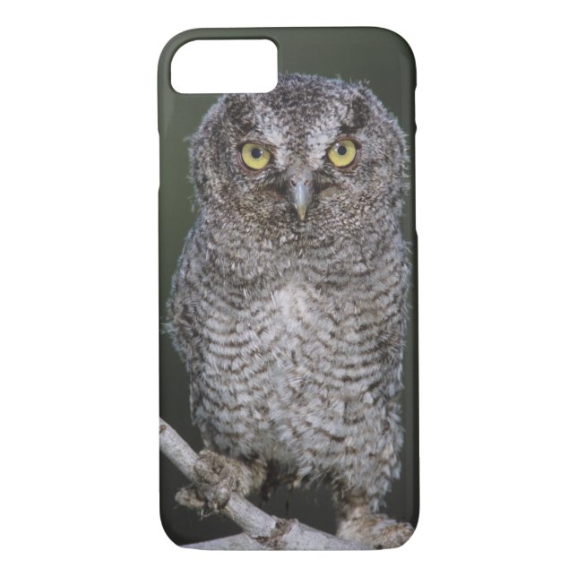 Eastern Screech-Owl, Megascops asio, Otus 2 Case-Mate iPhone Case (Back)