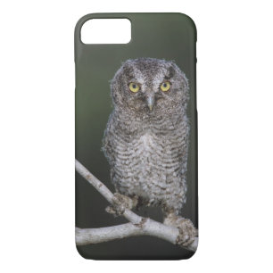 Eastern Screech-Owl, Megascops asio, Otus 2 iPhone 8/7 Case