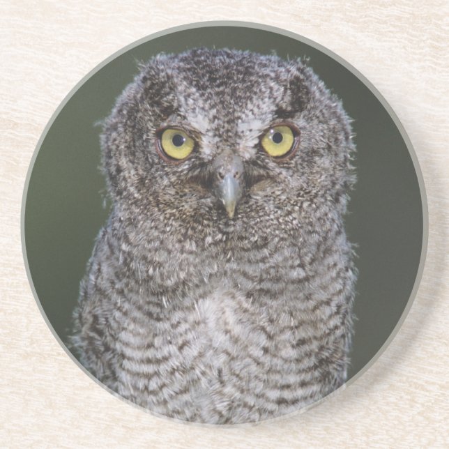Eastern Screech-Owl, Megascops asio, Otus 2 Coaster (Front)