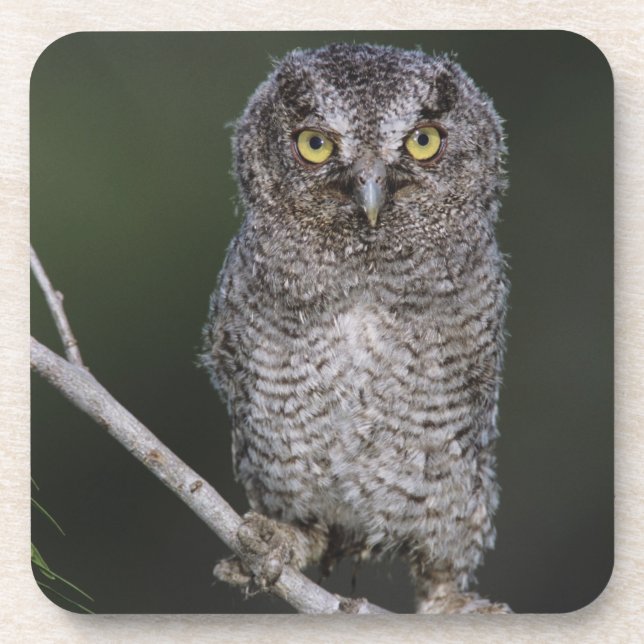 Eastern Screech-Owl, Megascops asio, Otus 2 Coaster (Front)