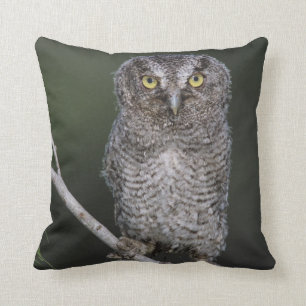 Eastern Screech-Owl, Megascops asio, Otus 2 Cushion