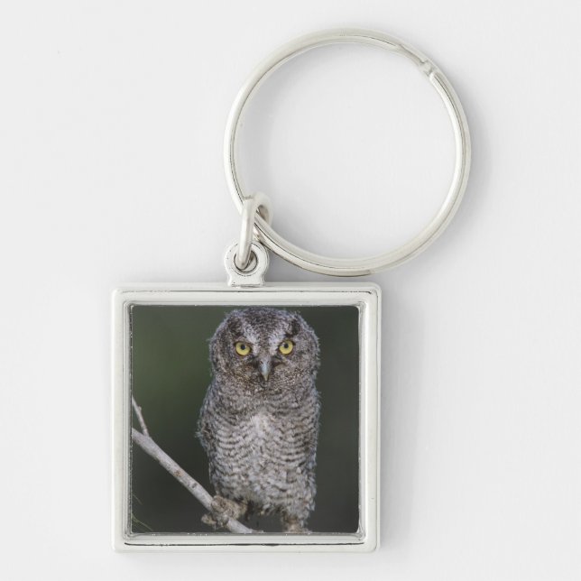 Eastern Screech-Owl, Megascops asio, Otus 2 Key Ring (Front)