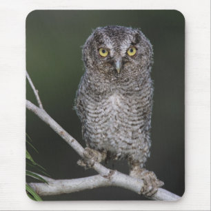 Eastern Screech-Owl, Megascops asio, Otus 2 Mouse Pad