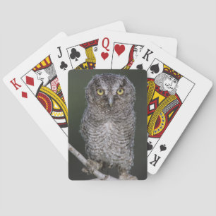 Eastern Screech-Owl, Megascops asio, Otus 2 Playing Cards